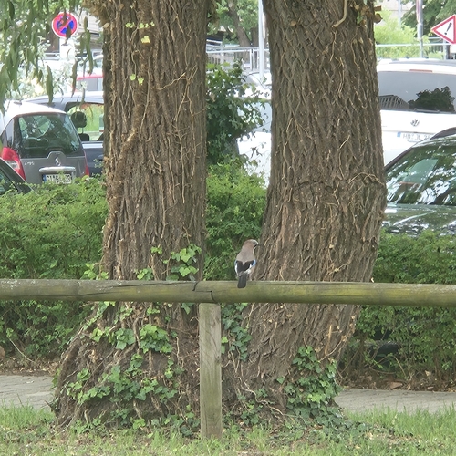 Eurasian Jay