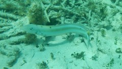 Malacanthus plumieri