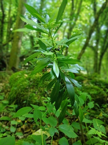 Spurge-laurel