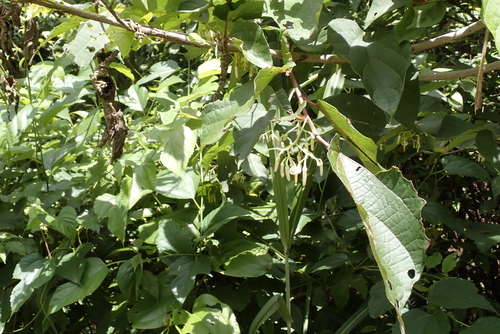 Alangium chinense