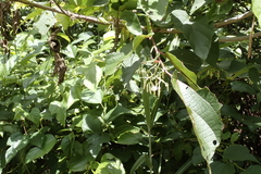 Alangium chinense