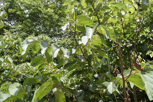 Alangium chinense, photograph 1