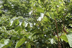 Alangium chinense, photograph (c) Licheng Shih, some rights reserved (CC BY)