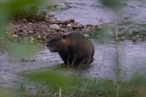 Coypu