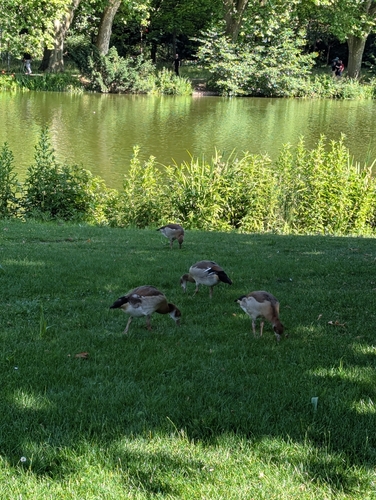 Egyptian Goose