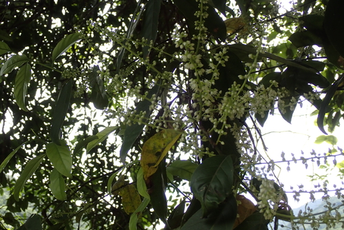 Itea parviflora, photograph 2