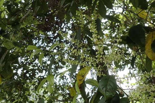 Itea parviflora, photograph 1