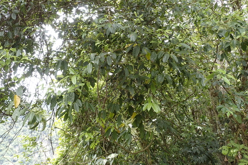 Itea parviflora