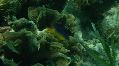 Stegastes leucostictus