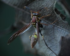Polistes simillimus