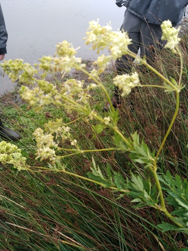 Common Meadow-rue