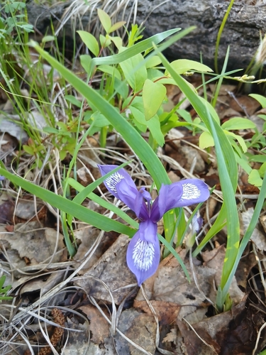 Iris uniflora, photograph 6