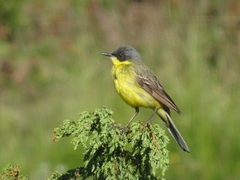 Motacilla flava thunbergi