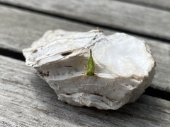 Smiliini