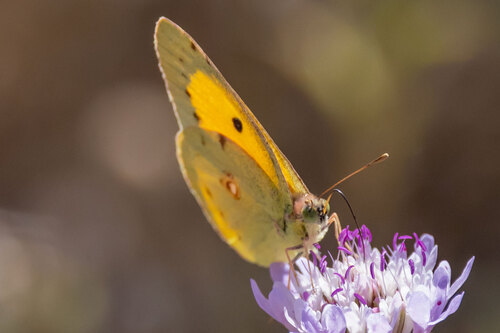 Clouded Yellow