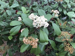 Photinia × fraseri
