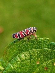 Agrosoma
