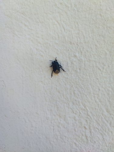 Black burrowing bug