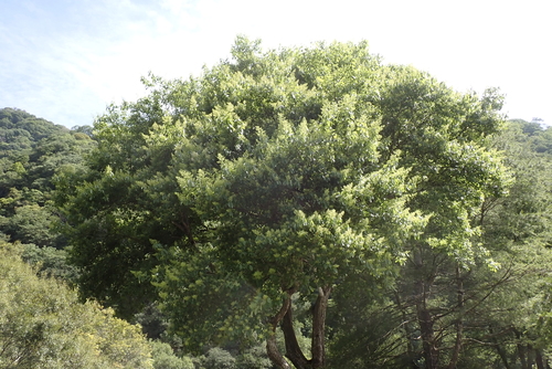 Ehretia acuminata, photograph 6