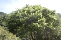 Ehretia acuminata, photograph (c) Licheng Shih, some rights reserved (CC BY)