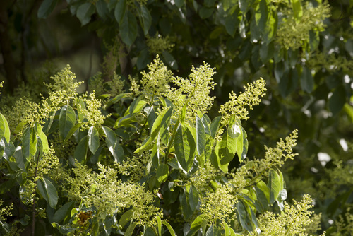 Ehretia acuminata, photograph 5
