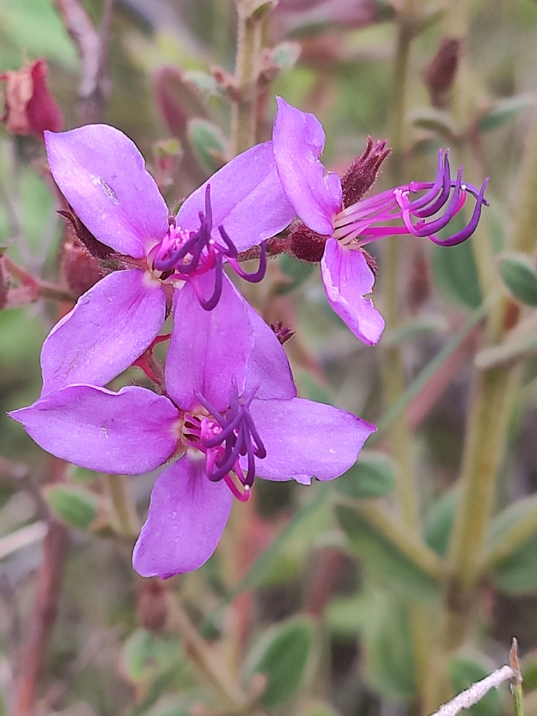 Fritzschia