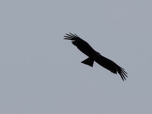 Black Eagle