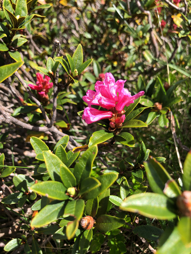 Rusty-leaved Alpenrose