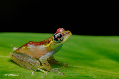 Bott's Bright-eyed Frog, Boophis bottae