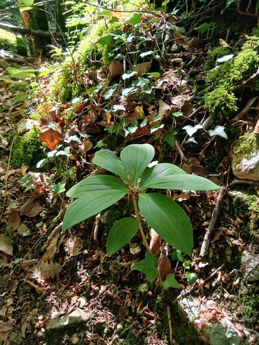 Martagon Lily