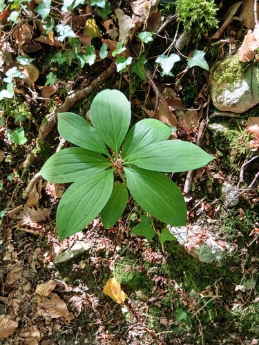 Martagon Lily