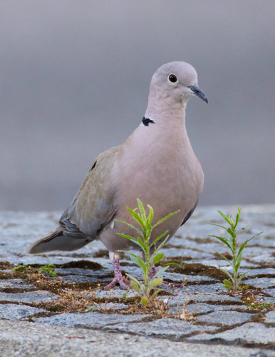 Eurasian Collared-Dove