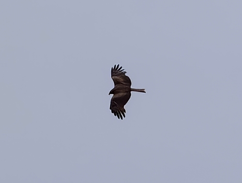 Black Kite