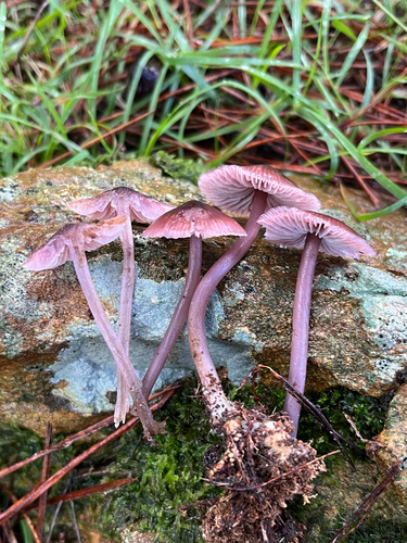 Mycena vinacea