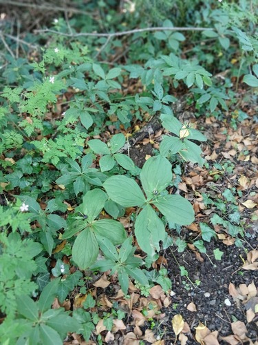 Herb Paris
