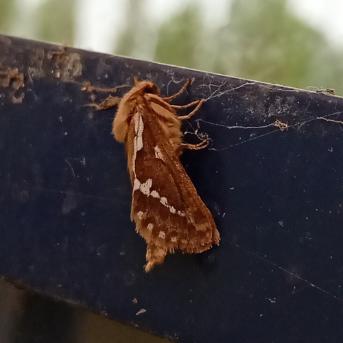 Common Swift Moth photo 3