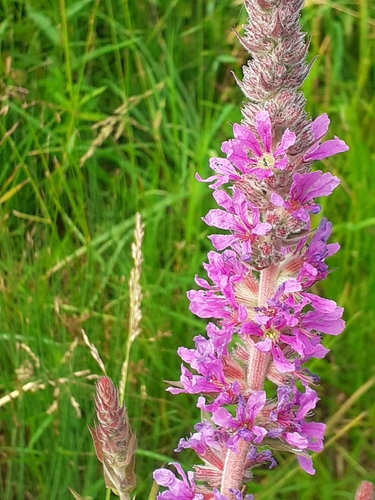 purple loosestrife
