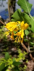 Lonicera flava