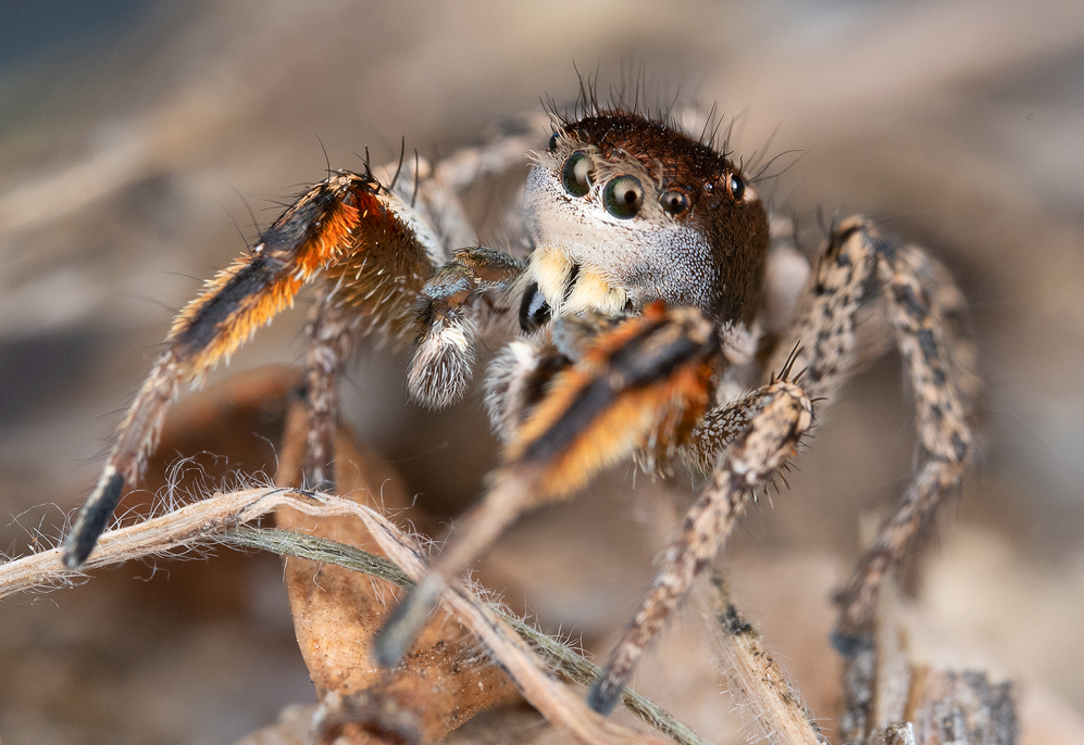 Habronattus kawini