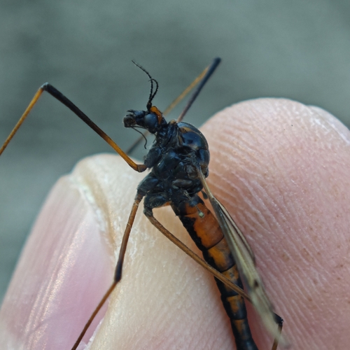 Nephrotoma semiflava