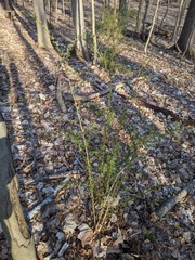 Berberis thunbergii