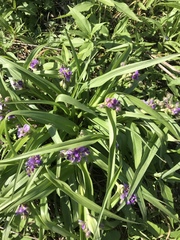 Tradescantia ernestiana
