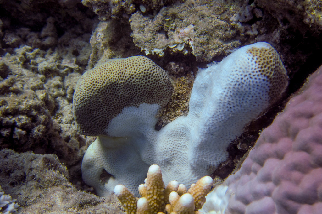 Finger Coral