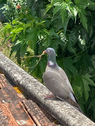 Common Wood-Pigeon