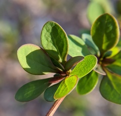 Berberis thunbergii