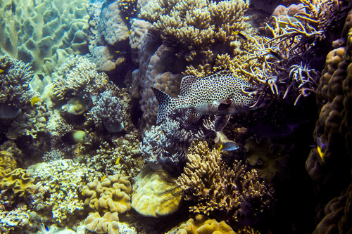Centropyge vrolikii