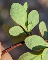Berberis thunbergii