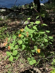 Lonicera flava