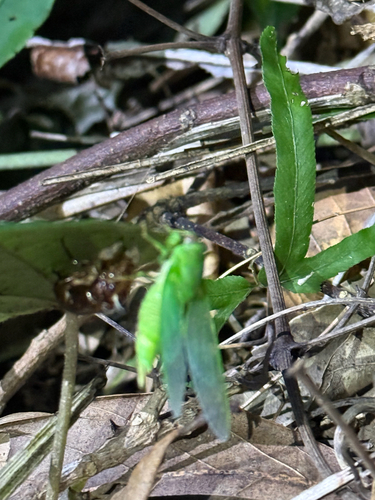 Baeturia observed 2026-06-08