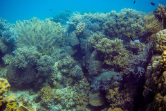 Neopomacentrus azysron